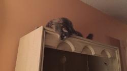 Reunited Female Cat last seen Near Valley Vista Boulevard, CA, Los Angeles, CA 91403