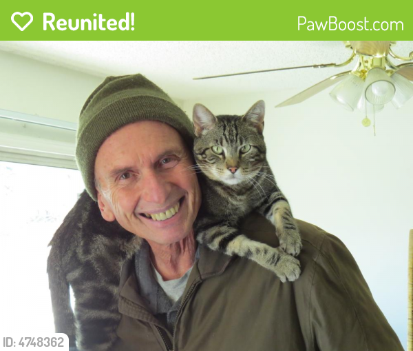 Reunited Male Cat last seen Near SE Bristol Dr & SE 2 Ter, Lee's Summit, MO 64063