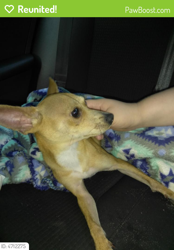 Reunited Male Dog in Gainesville, FL 32605 (ID 4712275) PawBoost