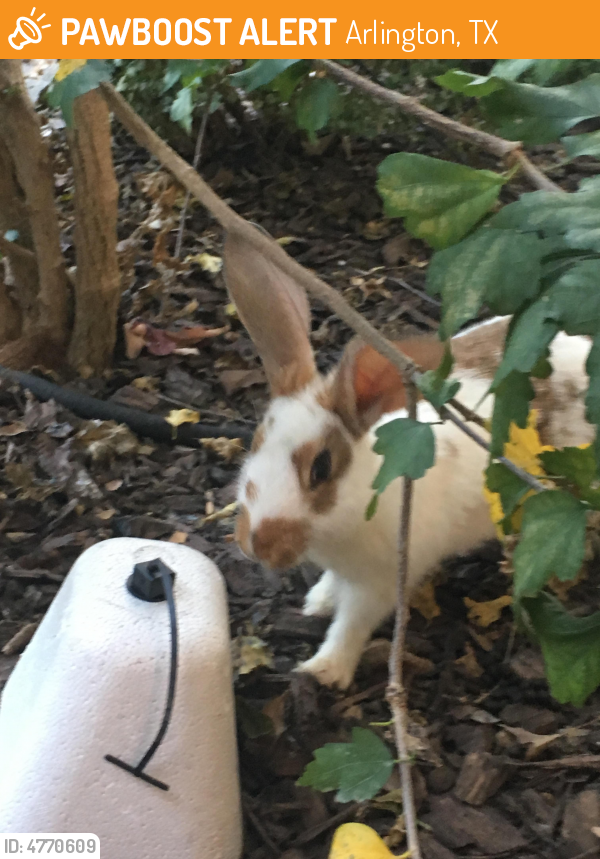Found/Stray Unknown Rabbit last seen Near Greenspring Dr & Shorewood Dr, Arlington, TX 76016