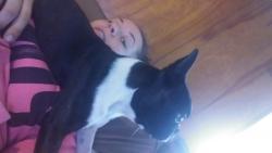 Lost Male Dog last seen Near 138th St S & 12th Ave S, Tacoma, WA 98444