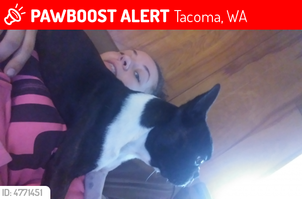 Lost Male Dog last seen Near 138th St S & 12th Ave S, Tacoma, WA 98444
