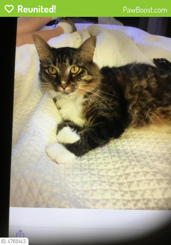Reunited Male Cat last seen Near Sunset Lane, Madison, MS, Madison, MS 39110