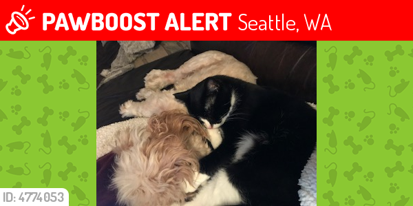 Lost Male Cat last seen Near Ward Pl & Taylor Ave N, Seattle, WA 98109