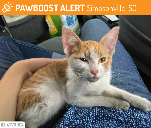 Rehomed Male Cat in Simpsonville, SC 29681 (ID 4779904) PawBoost