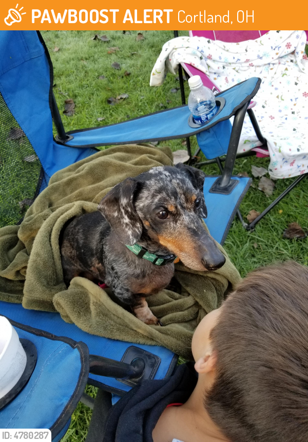 Found/Stray Male Dog last seen Mosquito lake park ohio, Cortland, OH 44410