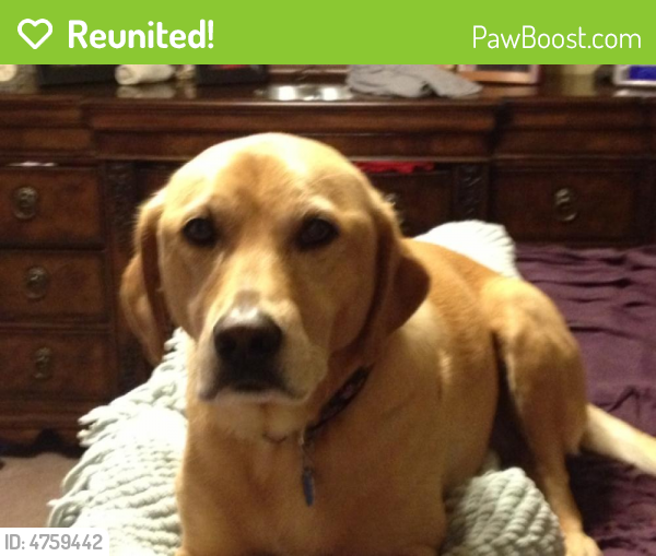 Reunited Female Dog last seen Near Chace Lake Dr & Waterford Pl, Hoover, AL 35244