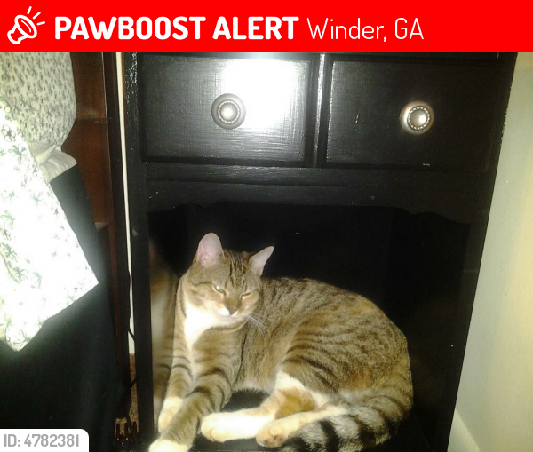 Lost Female Cat last seen Near Fletcher Dr & Kendall Park dr, Winder, GA 30680