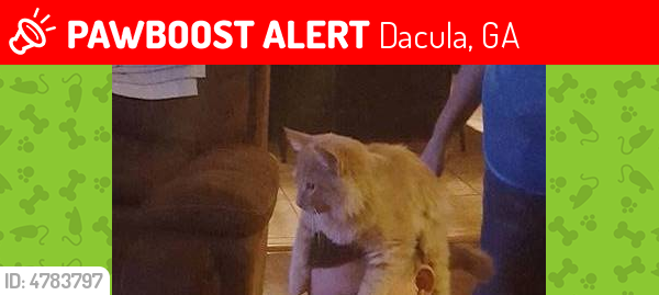 Lost Male Cat last seen Near Burnt Hickory Dr & Burnt Hickory Way, Dacula, GA 30019