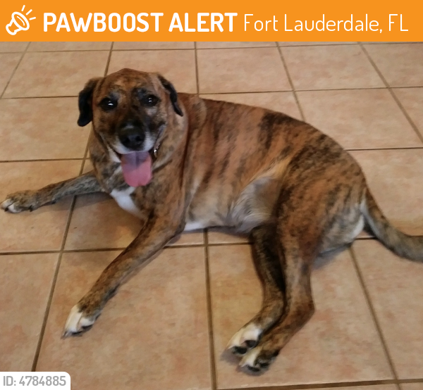 Found/Stray Female Dog last seen Near NW 50th St & W Prospect Rd, Fort Lauderdale, FL 33309