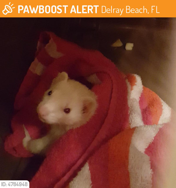 Found/Stray Unknown Ferret last seen Near SW 22nd Ave & Germantown Rd, Delray Beach, FL 33445