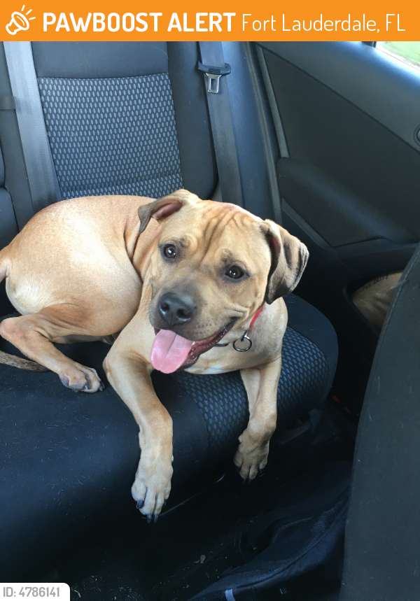 Found/Stray Male Dog last seen Near NW 15th Ave & NW 11th St, Boca Raton, FL 33486