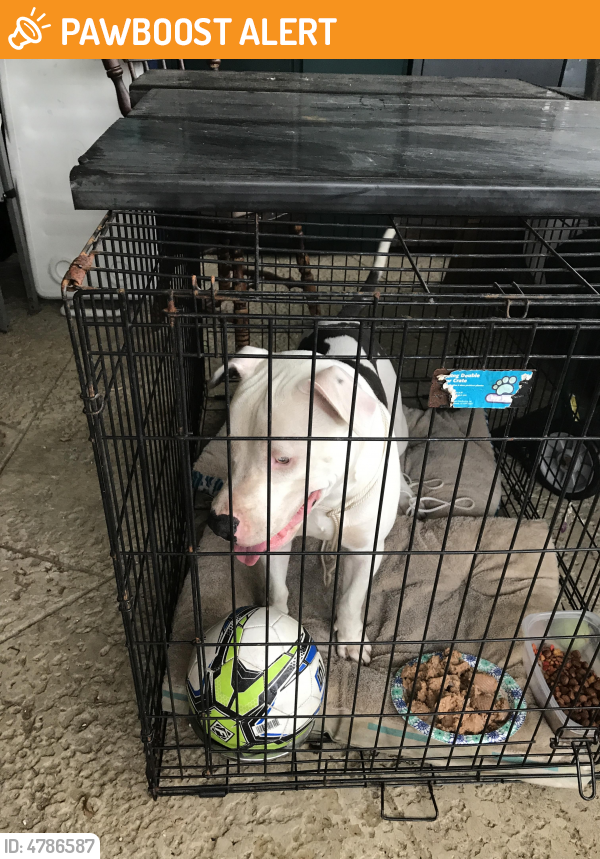 Found/Stray Male Dog last seen 5th , Lighthouse Point, FL 33064