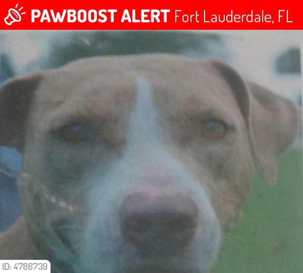 Lost Female Dog last seen Near Iowa Ave & W Dayton Cir, Fort Lauderdale, FL 33312