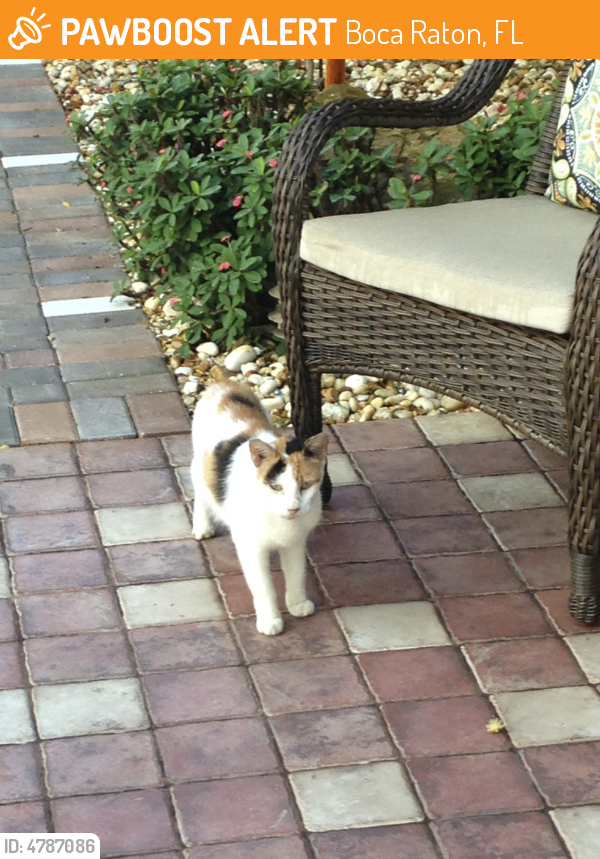 Found/Stray Female Cat last seen Near NW 3rd court and NW 23 street 33431, Boca Raton, FL 33432