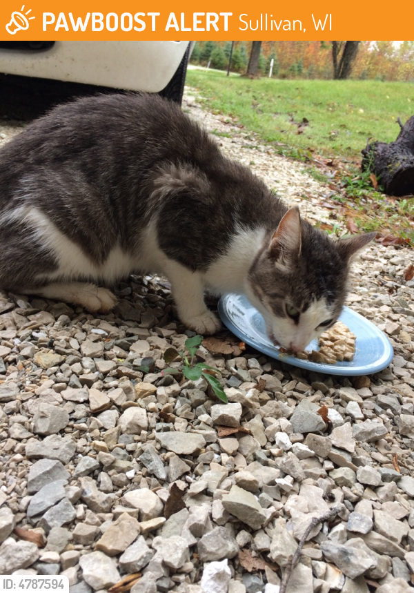 Rehomed Female Cat last seen Near Hwy F & Hickory Hill Dr, Sullivan, WI 53178