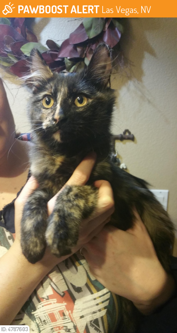 Rehomed Female Cat last seen Near Blue Diamond Rd & Dean Martin Dr, Las Vegas, NV 89139