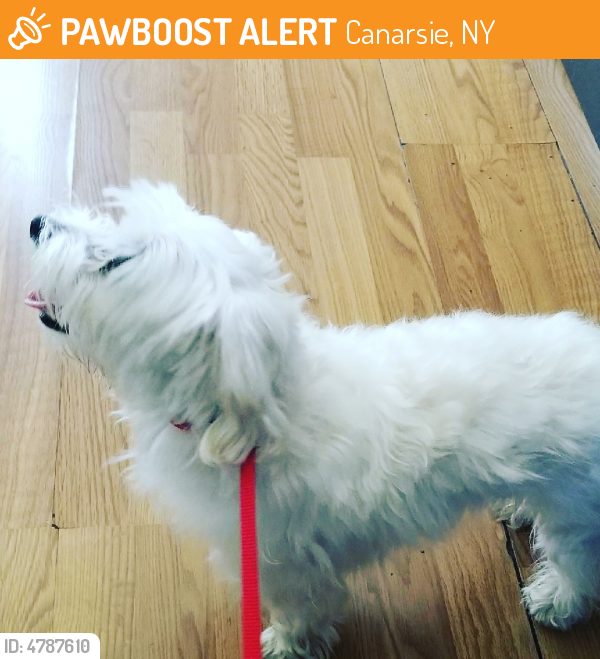 Found/Stray Male Dog last seen Near E 86th St & Avenue N, Canarsie, NY 11236