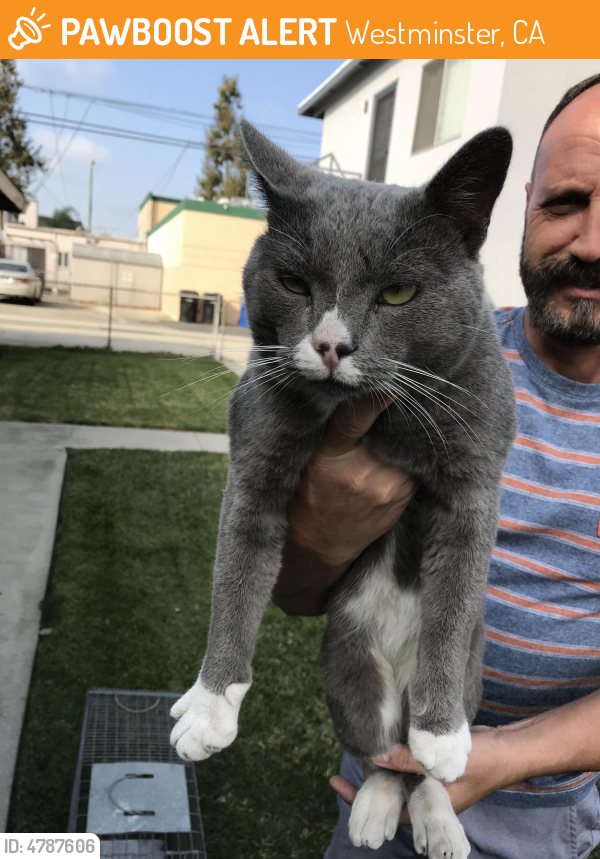 Found/Stray Male Cat last seen Near Beach Blvd & Westminster Blvd, Westminster, CA 92683