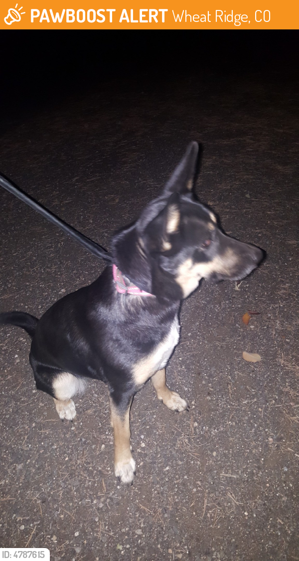 Found/Stray Female Dog last seen Near W 48th Ave & Garland St, Wheat Ridge, CO 80033