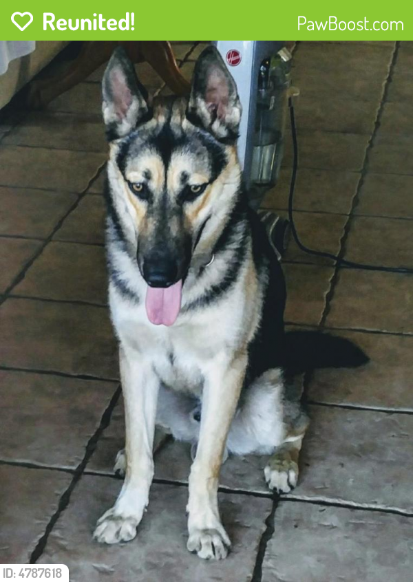 Reunited Male Dog last seen Near Clark St & Townsendia Ave, Moreno Valley, CA 92557