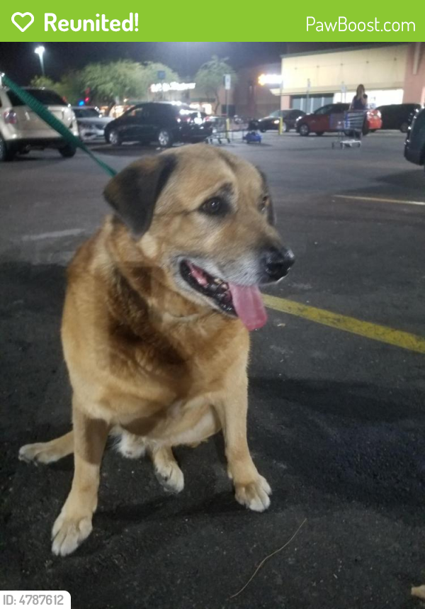 Reunited Male Dog last seen Near N Corrine Dr & E Houston Ave, Gilbert, AZ 85234