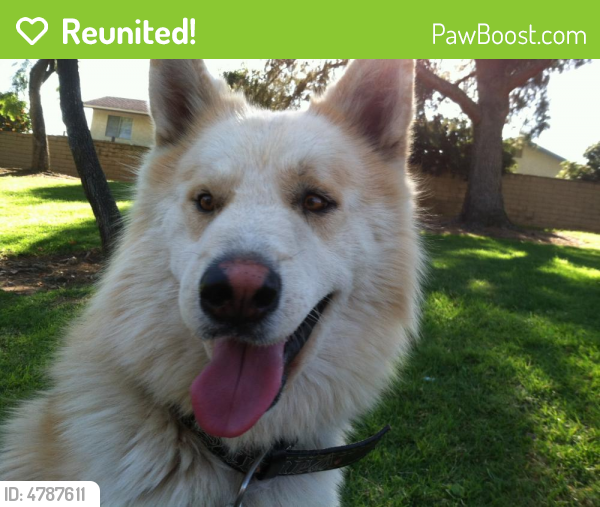 Reunited Male Dog last seen Near Peaceful Dr & Serene Dr, Corona, CA 92880