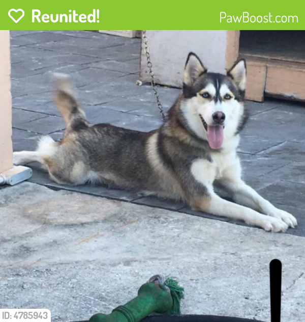 Reunited Female Dog last seen Near NW 187th Ter & NW 19th Ave, Miami Gardens, FL 33056