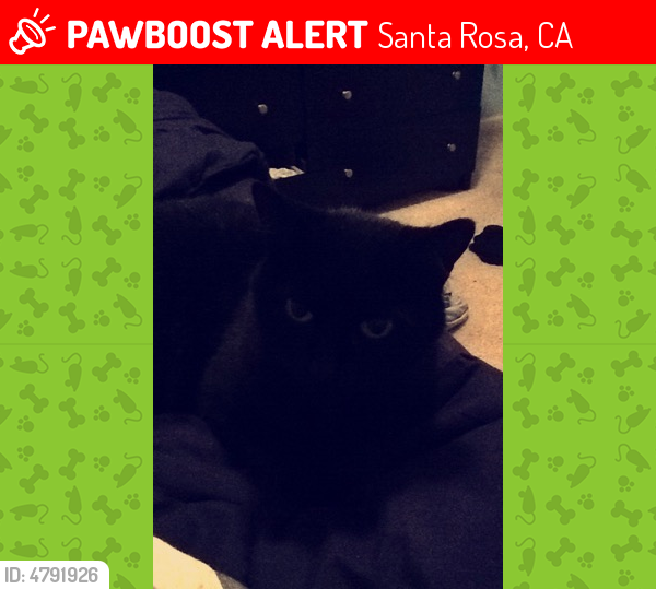 Lost Female Cat last seen Near Blake Pl & Kerry Ln, Santa Rosa, CA 95403