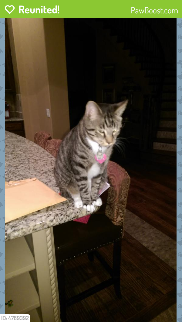 Reunited Male Cat last seen Near Carrier Lane and Jacqueline , Plano, TX 75093