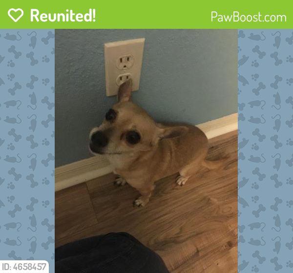 Reunited Female Dog last seen Near Glastonberry Ave & SW Savona Blvd, Port St. Lucie, FL 34953