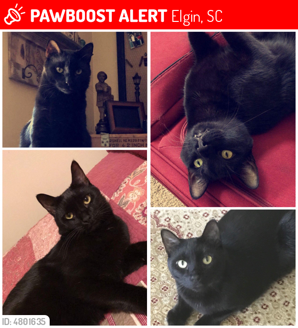 Lost Male Cat last seen Near Montague Crt. Elgin, SC 29045, Elgin, SC 29045
