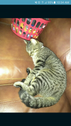 Lost Female Cat last seen Near NW 9th Ave & NW 13th St, Cape Coral, FL 33993