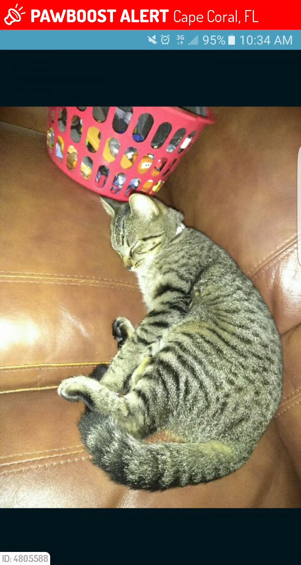 Lost Female Cat last seen Near NW 9th Ave & NW 13th St, Cape Coral, FL 33993