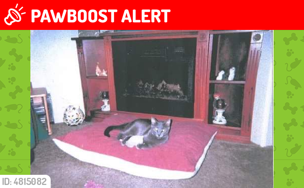 Lost Male Cat last seen Near Tuttle Ave & Wildwood Ave, Bedminster Township, NJ 07921