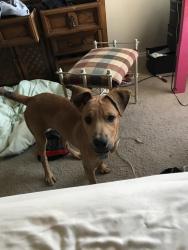 Reunited Male Dog last seen Near Preston St & O Neill St, Corpus Christi, TX 78418