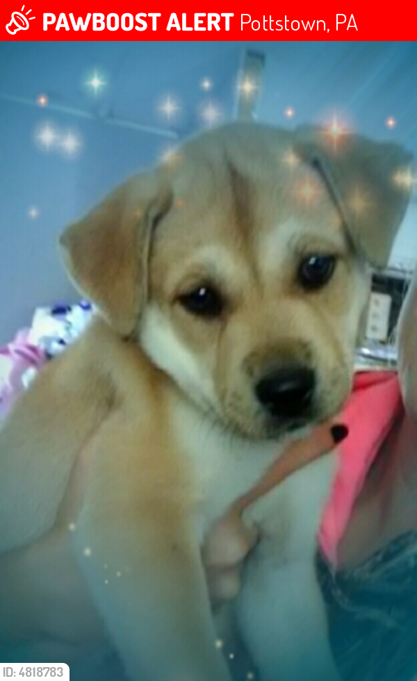 Lost Female Dog in Pottstown, PA 19465 Named Squeaker (ID 4818783