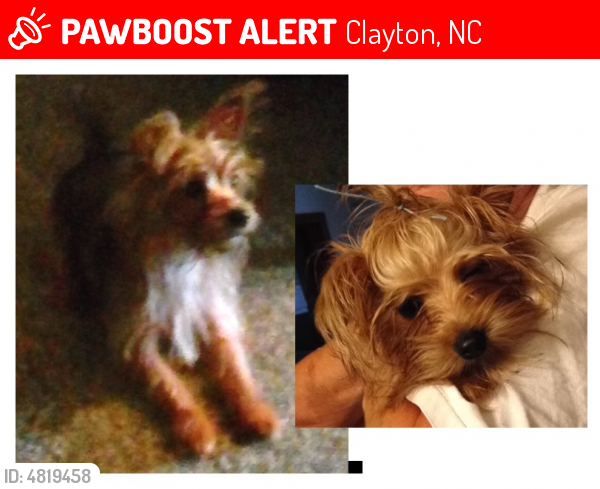 Lost Female Dog last seen Near Cooper Branch Road, Clayton, NC, Clayton, NC 27520