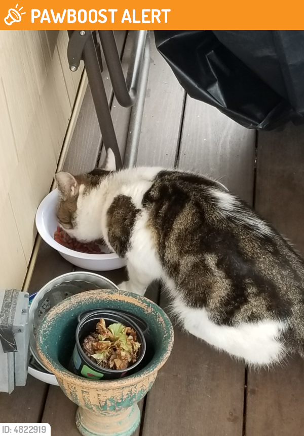 West Hempstead NY Stray Cat Found Near Near Buxton Ave Alan Pl