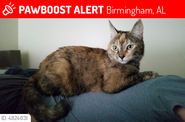 Lost Female Cat last seen Near 5th ave S & 41st St S, Birmingham, AL 35222