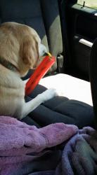 Reunited Male Dog last seen Near Claude Ct & Claude Way, Northglenn, CO 80233