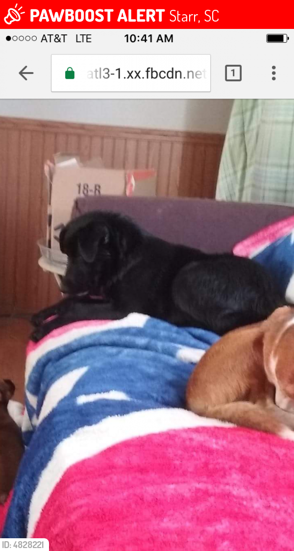 Lost Female Dog last seen Near Wilton E Hall Rd & First Ave, Starr, SC 29684