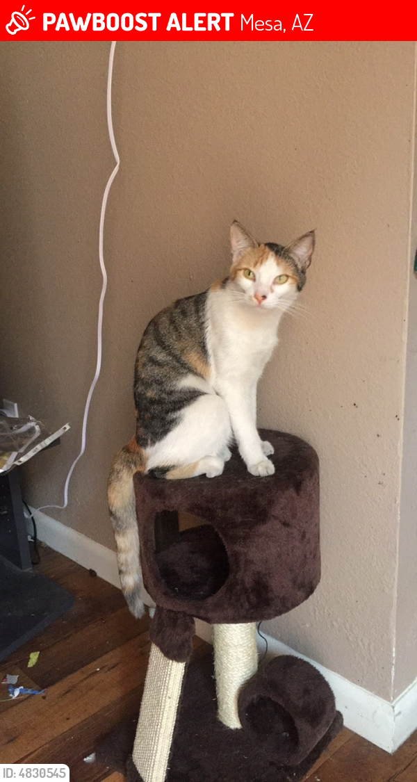 Lost Female Cat in Mesa, AZ 85202 Named Charlie (ID 4830545) PawBoost