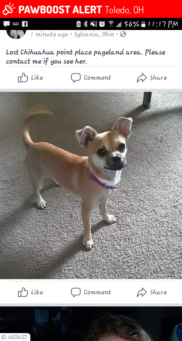 Found chihuahua hot sale near me