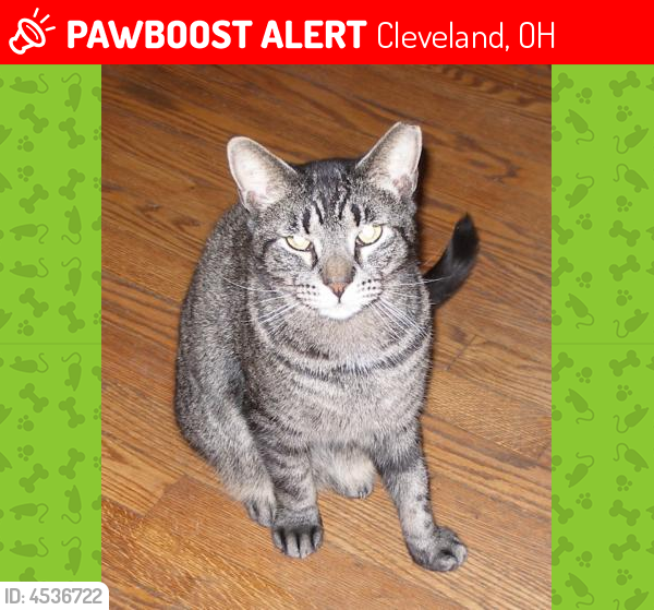 Lost Male Cat last seen West 5th. Cleveland Ohio. (Tremont), Cleveland, OH 44113