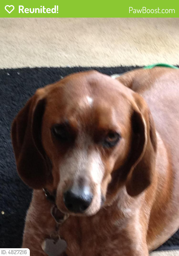 Reunited Female Dog last seen Near Woodside Drive, Mastic Beach, NY 11951