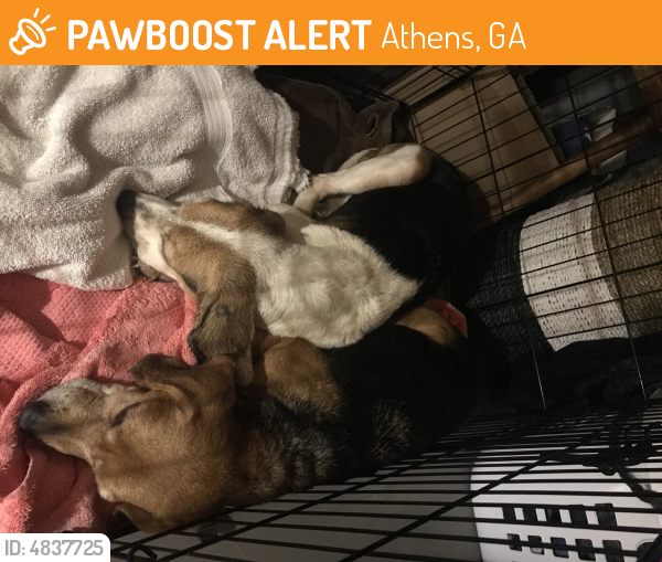 Surrendered Female Dog last seen Near University Dr & Scott St, Athens, GA 30605