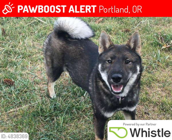 Lost Female Dog last seen Near NW Raleigh St & NW 21st Ave, Portland, OR 97210
