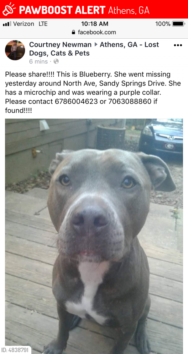 Lost Female Dog last seen Near North Ave & Strickland St, Athens, GA 30601