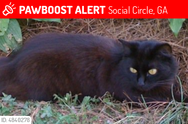 Lost Female Cat last seen Near Spring St & Chestnut St, Social Circle, GA 30025